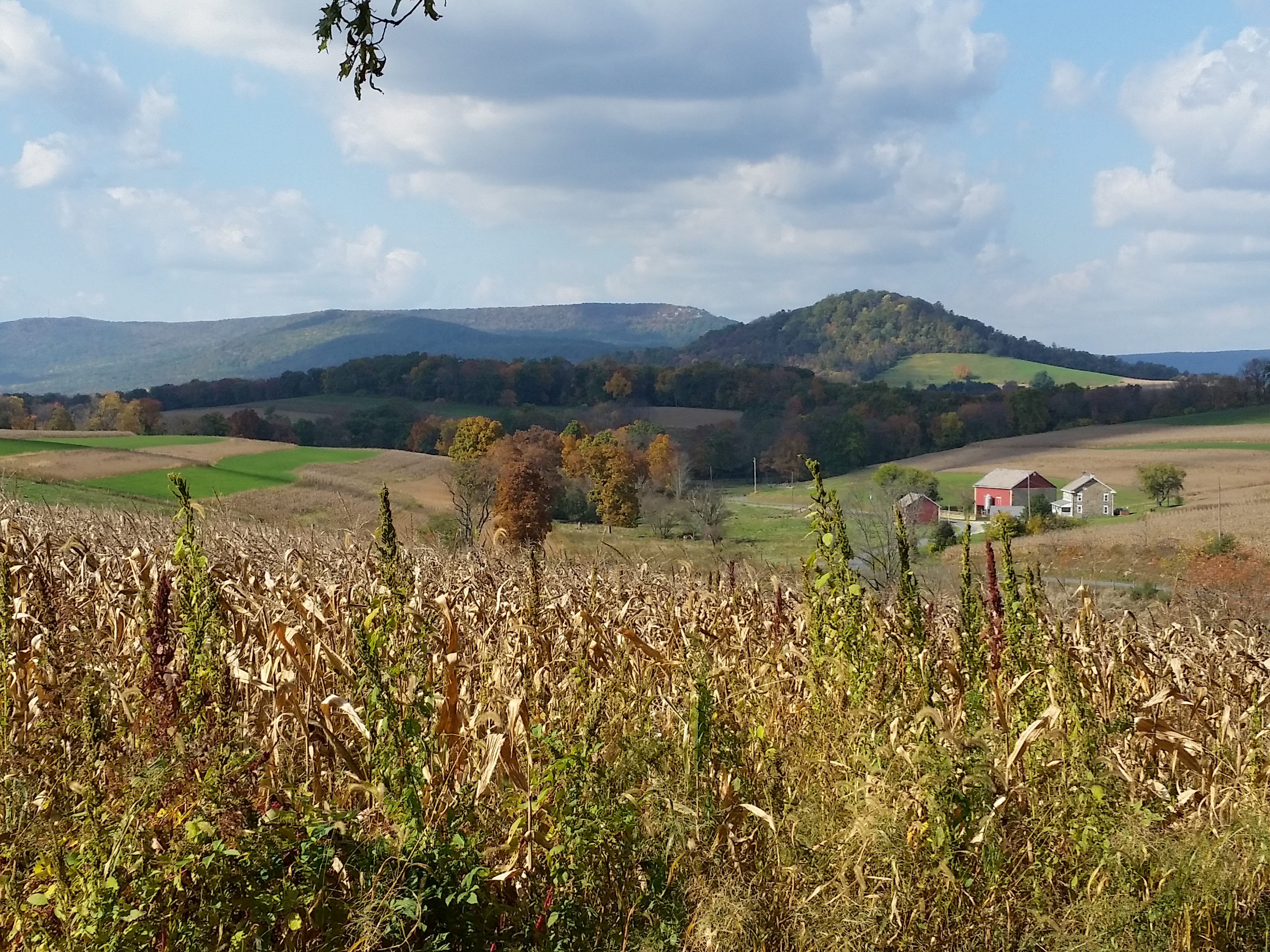 farmland with view of the Pinnacle in the background